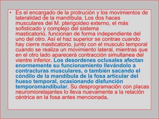 • Es el encargado de la protrución y los movimientos de
lateralidad de la mandíbula. Los dos haces
musculares del M. pterigoideo externo, el más
sofisticado y complejo del sistema
masticatorio, funcionan de forma independiente del
uno del otro. Así el haz superior se contrae cuando
hay cierre masticatorio, junto con el musculo temporal
cuando se realiza un movimiento lateral, mientras que
en el otro lado aparecerá contracción simultanea del
vientre inferior. Los desordenes oclusales afectan
enormemente su funcionamiento llevándolo a
contracturas musculares, o también sacando el
cóndilo de la mandíbula de la fosa articular del
hueso temporal, ocasionando disfunción
temporomandibular. Su desprogramaciôn con placas
neuromiorelajantes lo lleva nuevamente a la relaciôn
céntrica en la fosa antes mencionada.
 