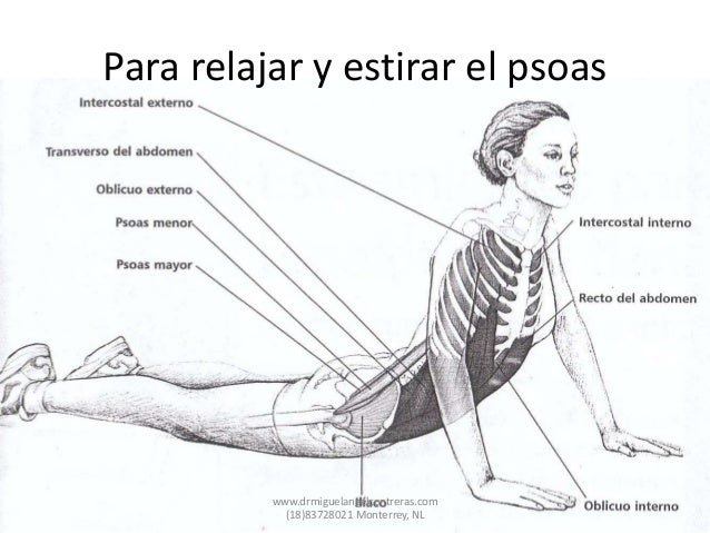 El Psoas ilíaco – A.D. Korrikazaleak