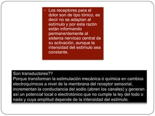  Los receptores para el
dolor son de tipo tónico, es
decir no se adaptan al
estímulo y por esta razón
están informando
permanentemente al
sistema nervioso central de
su activación, aunque la
intensidad del estímulo sea
constante.
 