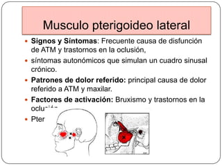 Musculo pterigoideo lateral
 Signos y Síntomas: Frecuente causa de disfunción
de ATM y trastornos en la oclusión,
 síntomas autonómicos que simulan un cuadro sinusal
crónico.
 Patrones de dolor referido: principal causa de dolor
referido a ATM y maxilar.
 Factores de activación: Bruxismo y trastornos en la
oclusión.
 Pterigoideo Medial
 