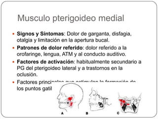 Musculo pterigoideo medial
 Signos y Síntomas: Dolor de garganta, disfagia,
otalgia y limitación en la apertura bucal.
 Patrones de dolor referido: dolor referido a la
orofaringe, lengua, ATM y al conducto auditivo.
 Factores de activación: habitualmente secundario a
PG del pterigoideo lateral y a trastornos en la
oclusión.
 Factores principales que estimulan la formación de
los puntos gatillo
 