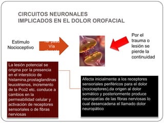 CIRCUITOS NEURONALES
IMPLICADOS EN EL DOLOR OROFACIAL
Estimulo
Nocioceptivo
1er paso
Vía
aferente
Por el
trauma o
lesión se
pierde la
continuidad
 