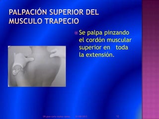  Se palpa pinzando
el cordón muscular
superior en toda
la extensión.
01/08/2013 12DR.gian carlo muñoz ramos
 