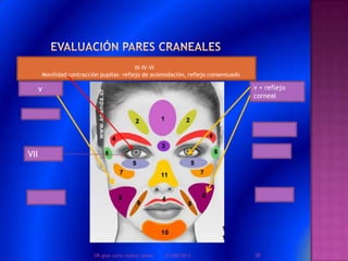 III-IV-VI
Movilidad contracción pupilas- reflejo de acomodación, reflejo consensuado
v + reflejo
corneal
v
VII
01/08/2013 38DR.gian carlo muñoz ramos
 