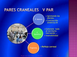 F. Motora
• Apretando los
dientes.
• Contracción
simétrica M
F.
Sensitiva
• Cotonete todo
el territorio
inervación ,.
• insensibilidad
Trigémino
• Reflejo corneal
01/08/2013 6DR.gian carlo muñoz ramos
 