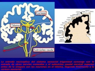 La entrada nociceptiva del sistema sensorial trigeminal converge con la entrada de otros nervios craneales y el subnúcleo caudal cervical superior antes de la sinapsis con las neuronas en el tálamo, llegando finalmente a la corteza sensorial.   
