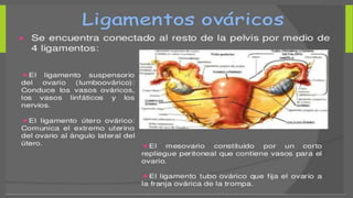 TORSIÓN ANEXIAL
 La torsión de anexos es una causa infrecuente, pero grave, que se produce por la
rotación parcial o completa del ovario o la tuba, y con más frecuencia de ambos,
sobre su ligamento suspensorio y pedículo vascular, ocasionando una afectación
progresiva del flujo linfático, venoso y arterial que provoca congestión del
parénquima, y si se mantiene, infarto y necrosis.
 Puede ocurrir en los ovarios y las tubas normales, principalmente en adolescentes
con laxitud de los ligamentos suspensorios o hipermovilidad tubárica.
 