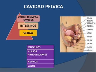 UTERO, TROMPAS,
OVARIOS
INTESTINOS
VEJIGA
CAVIDAD PELVICA
MUSCULOS
HUESOS
ARTICULACIONES
NERVIOS
VASOS
 