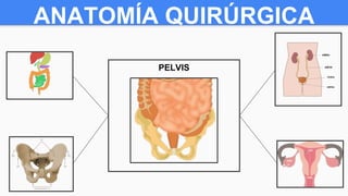 ANATOMÍA QUIRÚRGICA
PELVIS
 