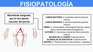 FISIOPATOLOGÍA
Abundante sangrado,
por el rico aporte
vascular del periné
LABIOS MAYORES: A. pudendas externas (femoral
común)
LABIOS MENORES: A. perineal superficial (pudenda
interna)
HIMEN: A. cervicovaginal, vesicovaginal (uterina), vaginal
larga y hemorroidal media (hipogástrica)
CLÍTORIS: A. Cavernosa y dorsal del clítoris (pudenda
interna)
BULBOS DE LA VAGINA: Pudenda Interna
GLÁNDULAS DE BARTHOLIN: Pudenda interna
URETRA: A. Pudenda interna, vesical inferior y vaginales
 