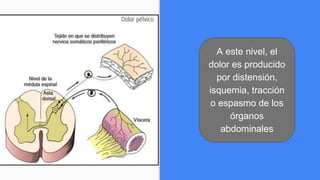 A este nivel, el
dolor es producido
por distensión,
isquemia, tracción
o espasmo de los
órganos
abdominales
 