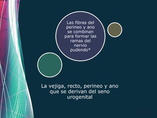 Las fibras del
          perineo y ano
          se combinan
         para formar las
            ramas del
              nervio
            pudendo*




La vejiga, recto, perineo y ano
   que se derivan del seno
           urogenital


                                  Page 11
 