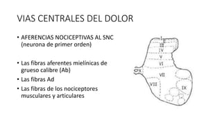 VIAS CENTRALES DEL DOLOR
• AFERENCIAS NOCICEPTIVAS AL SNC
(neurona de primer orden)
• Las fibras aferentes mielínicas de
grueso calibre (Ab)
• Las fibras Ad
• Las fibras de los nociceptores
musculares y articulares
 