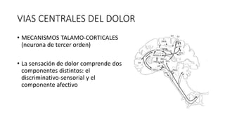VIAS CENTRALES DEL DOLOR
• MECANISMOS TALAMO-CORTICALES
(neurona de tercer orden)
• La sensación de dolor comprende dos
componentes distintos: el
discriminativo-sensorial y el
componente afectivo
 