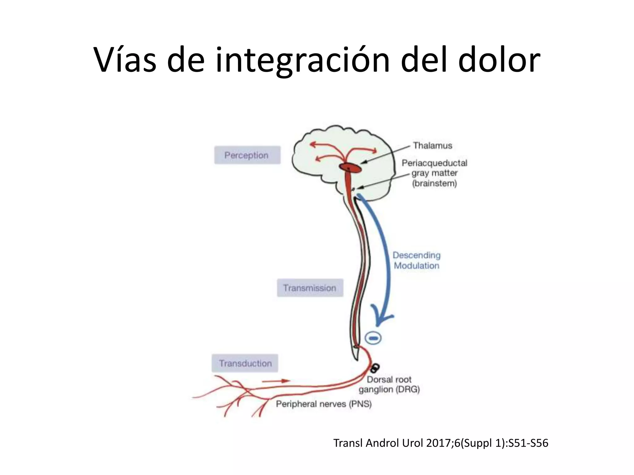 Orchalgia Algorithm Dolor testicular crónico/Chronic orchialgia | PPT