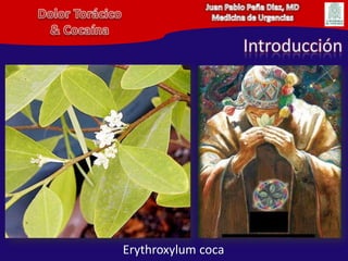 Juan Pablo Peña Diaz, MDMedicina de UrgenciasDolor Torácico& CocaínaIntroducciónErythroxylum coca