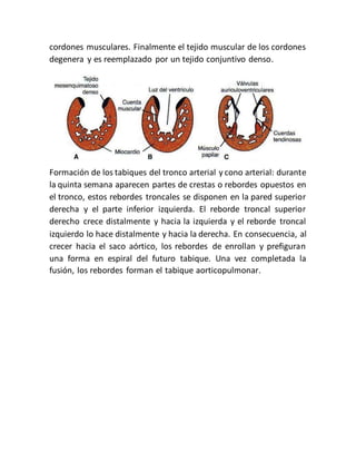 cordones musculares. Finalmente el tejido muscular de los cordones
degenera y es reemplazado por un tejido conjuntivo denso.
Formación de los tabiques del tronco arterial y cono arterial: durante
la quinta semana aparecen partes de crestas o rebordes opuestos en
el tronco, estos rebordes troncales se disponen en la pared superior
derecha y el parte inferior izquierda. El reborde troncal superior
derecho crece distalmente y hacia la izquierda y el reborde troncal
izquierdo lo hace distalmente y hacia la derecha. En consecuencia, al
crecer hacia el saco aórtico, los rebordes de enrollan y prefiguran
una forma en espiral del futuro tabique. Una vez completada la
fusión, los rebordes forman el tabique aorticopulmonar.
 