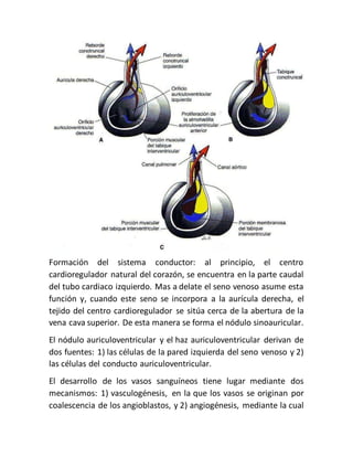 Formación del sistema conductor: al principio, el centro
cardioregulador natural del corazón, se encuentra en la parte caudal
del tubo cardiaco izquierdo. Mas a delate el seno venoso asume esta
función y, cuando este seno se incorpora a la aurícula derecha, el
tejido del centro cardioregulador se sitúa cerca de la abertura de la
vena cava superior. De esta manera se forma el nódulo sinoauricular.
El nódulo auriculoventricular y el haz auriculoventricular derivan de
dos fuentes: 1) las células de la pared izquierda del seno venoso y 2)
las células del conducto auriculoventricular.
El desarrollo de los vasos sanguíneos tiene lugar mediante dos
mecanismos: 1) vasculogénesis, en la que los vasos se originan por
coalescencia de los angioblastos, y 2) angiogénesis, mediante la cual
 