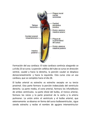 Formación del asa cardiaca: El tubo cardiaco continúa alargando ce
y el día 23 se curva. La porción cefálica del tubo se curva en dirección
ventral, caudal y hacia la derecha, la porción caudal se desplaza
dorsocranealmente y hacia la izquierda. Esta curva crea un asa
cardiaca, que se completa hacia el día 28.
El bulbo arterial es estrecho es estrecho excepto en su tercio
proximal. Esta parte formara la porción trabeculada del ventrículo
derecho. La parte media, el cono arterial, formara los infundíbulos
de ambos ventrículos. La parte distal del bulbo, el tronco arterial,
formara las raíces y la parte proximal de la aorta y la arteria
pulmonar. La unión entre el ventrículo y el bulbo arterial, que
externamente se observa en forma del surco bulboventricular, sigue
siendo estrecha y recibe el nombre de agujero interventricular
 