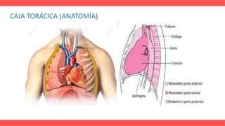 CAJA TORÁCICA (ANATOMÍA)
 