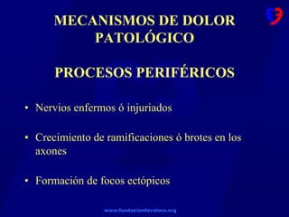 www.fundacionfavaloro.org
MECANISMOS DE DOLOR
PATOLÓGICO
PROCESOS PERIFÉRICOS
• Nervios enfermos ó injuriados
• Crecimiento de ramificaciones ó brotes en los
axones
• Formación de focos ectópicos
 