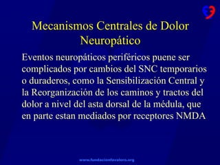 www.fundacionfavaloro.org
Mecanismos Centrales de Dolor
Neuropático
Eventos neuropáticos periféricos puene ser
complicados por cambios del SNC temporarios
o duraderos, como la Sensibilización Central y
la Reorganización de los caminos y tractos del
dolor a nivel del asta dorsal de la médula, que
en parte estan mediados por receptores NMDA
 