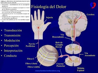 www.fundacionfavaloro.org
Fisiología del Dolor
• Transducción
• Transmisión
• Modulación
• Percepción
• Interpretación
• Conducta
Injuria
Vía
Descendente
Nervio
Periférico
Raiz de
Ganglio
Dorsal
Fibra C
Fibra A beta
Fibra A delta
Vía
Ascendente
Cuerno
Posterior
Cerebro
Médula
Espinal
 