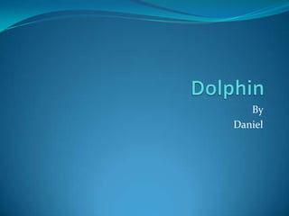 Dolphin By   Daniel 