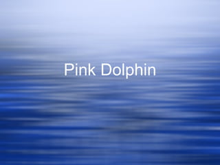 Pink Dolphin 