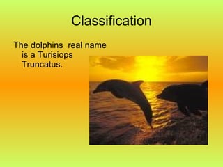 Classification The dolphins real name is a Turisiops Truncatus.