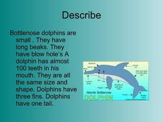 Describe Bottlenose dolphins are small . They have long beaks. They have blow hole’s A dolphin has almost 100 teeth in his mouth. They are all the same size and shape. Dolphins have three fins. Dolphins have one tail.