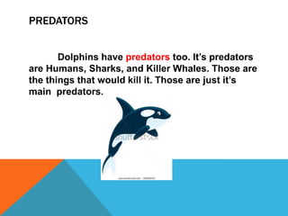 PREDATORS


       Dolphins have predators too. It’s predators
are Humans, Sharks, and Killer Whales. Those are
the things that would kill it. Those are just it’s
main predators.
 