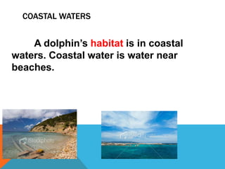 COASTAL WATERS


    A dolphin’s habitat is in coastal
waters. Coastal water is water near
beaches.
 