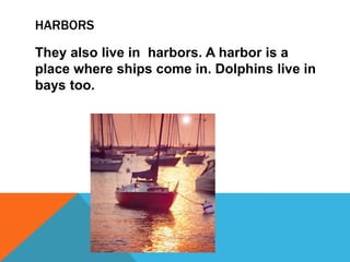 HARBORS

They also live in harbors. A harbor is a
place where ships come in. Dolphins live in
bays too.
 