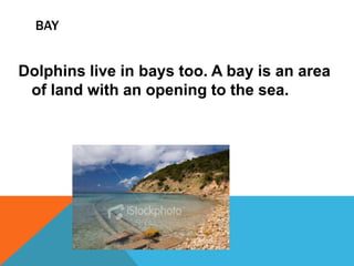 BAY


Dolphins live in bays too. A bay is an area
 of land with an opening to the sea.
 