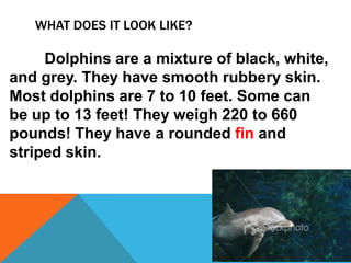 WHAT DOES IT LOOK LIKE?

     Dolphins are a mixture of black, white,
and grey. They have smooth rubbery skin.
Most dolphins are 7 to 10 feet. Some can
be up to 13 feet! They weigh 220 to 660
pounds! They have a rounded fin and
striped skin.
 