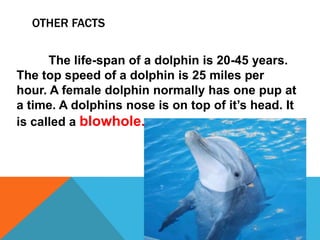 OTHER FACTS


      The life-span of a dolphin is 20-45 years.
The top speed of a dolphin is 25 miles per
hour. A female dolphin normally has one pup at
a time. A dolphins nose is on top of it’s head. It
is called a blowhole.
 