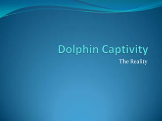 Dolphin Captivity The Reality 