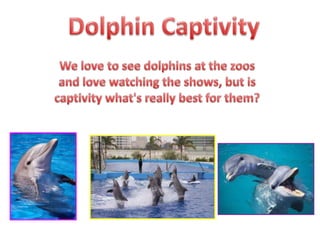 Dolphin Captivity We love to see dolphins at the zoos and love watching the shows, but is captivity what's really best for them? 