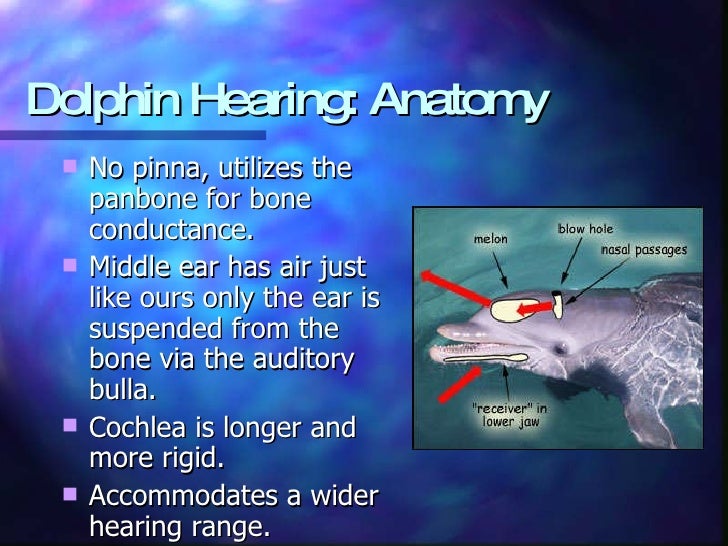Dolphin Hearing Capabilities And Loss