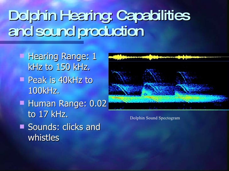 Dolphin Hearing Capabilities And Loss