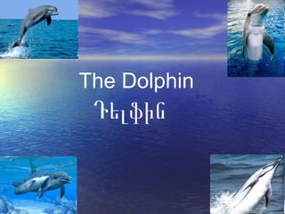 The Dolphin Դելֆին 