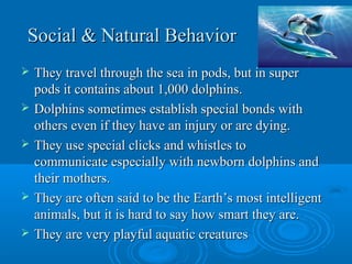Social & Natural BehaviorSocial & Natural Behavior
 They travel through the sea in pods, but in superThey travel through the sea in pods, but in super
pods it contains about 1,000 dolphins.pods it contains about 1,000 dolphins.
 Dolphins sometimes establish special bonds withDolphins sometimes establish special bonds with
others even if they have an injury or are dying.others even if they have an injury or are dying.
 They use special clicks and whistles toThey use special clicks and whistles to
communicate especially with newborn dolphins andcommunicate especially with newborn dolphins and
their mothers.their mothers.
 They are often said to be the Earth’s most intelligentThey are often said to be the Earth’s most intelligent
animals, but it is hard to say how smart they are.animals, but it is hard to say how smart they are.
 They are very playful aquatic creaturesThey are very playful aquatic creatures
 
