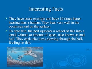 Interesting FactsInteresting Facts
 They have acute eyesight and have 10 times betterThey have acute eyesight and have 10 times better
hearing than a human. They hear very well in thehearing than a human. They hear very well in the
ocean/sea and on the surface.ocean/sea and on the surface.
 To herd fish, the pod squeezes a school of fish into aTo herd fish, the pod squeezes a school of fish into a
small volume or amount of space, also known as baitsmall volume or amount of space, also known as bait
ball. They each take turns plowing through the ball,ball. They each take turns plowing through the ball,
feeding on fish.feeding on fish.
 