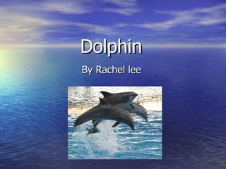 Dolphin By Rachel lee  