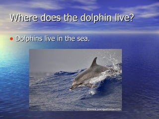 Where does the dolphin live? Dolphins live in the sea. 