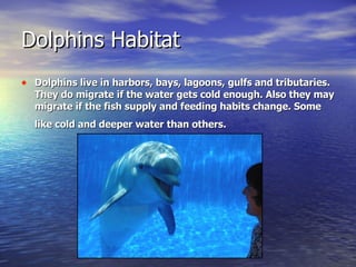 Dolphins Habitat Dolphins live in harbors, bays, lagoons, gulfs and tributaries. They do migrate if the water gets cold enough. Also they may migrate if the fish supply and feeding habits change. Some like cold and deeper water than others.   