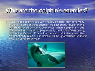 Who are the dolphin’s enemies? Even though dolphins are very friendly animals, they have many enemies.  Some of these enemies are tiger sharks, dusky sharks, bull sharks, and sometimes even orcas. When a dolphin can see that an animal is trying to prey upon it, the dolphin floats calmly, pretending it’s dead. This makes the shark think that some other animal already killed it. The dolphin will be ignored because sharks only like to eat fresh meat.  