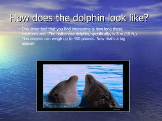 How does the dolphin look like? One other fact that you find interesting is how long these creatures are.  The bottlenose dolphin, specifically, is 3 m (10 ft.) This dolphin can weigh up to 400 pounds. Now that’s a big animal!  