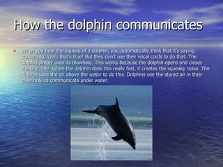 How the dolphin communicates When you hear the squeak of a dolphin, you automatically think that it’s saying something. Well, that’s true! But they don’t use their vocal cords to do that. The dolphin simply uses its blowhole. This works because the dolphin opens and closes the tiny hole. When the dolphin does this really fast, it creates the squeaky noise. The dolphin uses the air above the water to do this. Dolphins use the stored air in their blow hole to communicate under water.  
